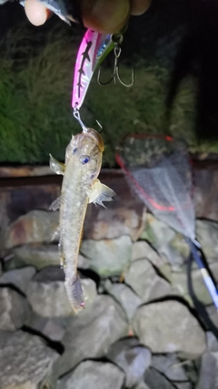 ハゼの釣果