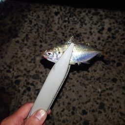 アジ