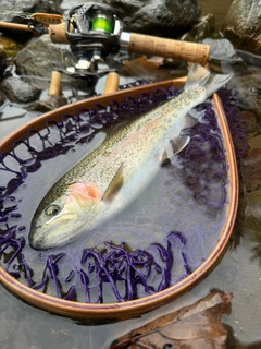 ニジマスの釣果