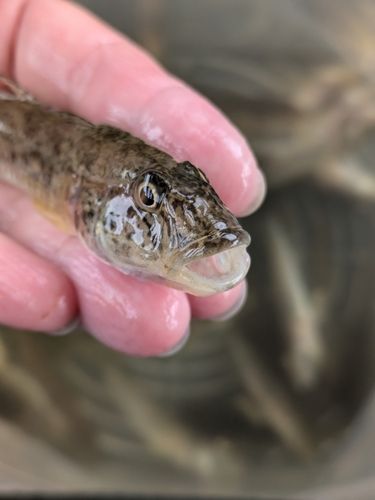 ハゼの釣果