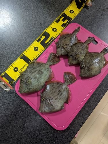 カワハギの釣果