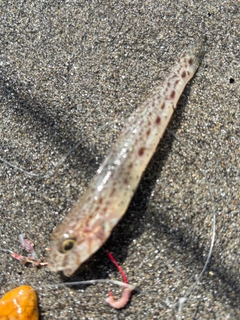 釣果