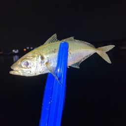 アジ
