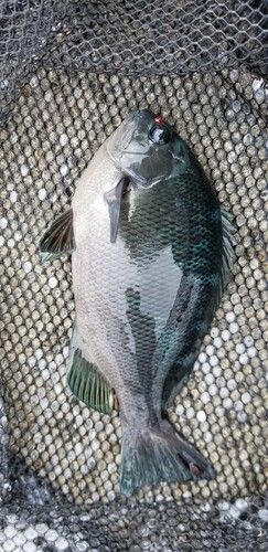 メジナの釣果