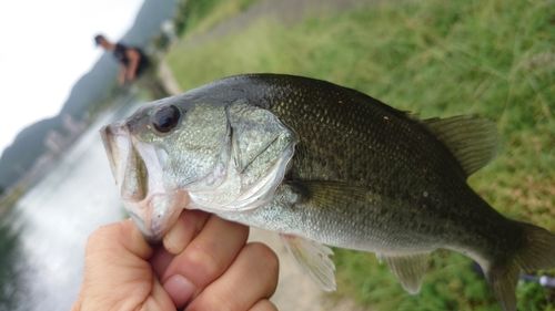 ブラックバスの釣果