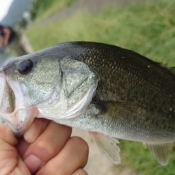 ブラックバス