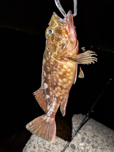 カサゴの釣果