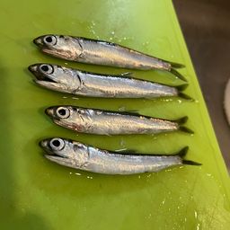 カタクチイワシ