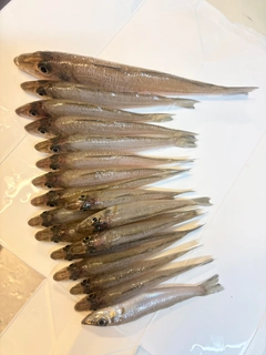 キスの釣果