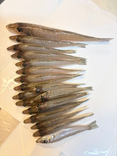 キスの釣果