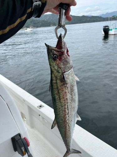 サゴシの釣果