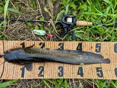 マナマズの釣果