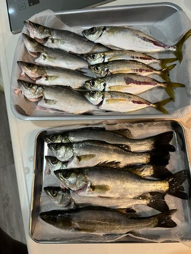 セイゴ（ヒラスズキ）の釣果