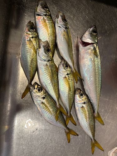 アジの釣果
