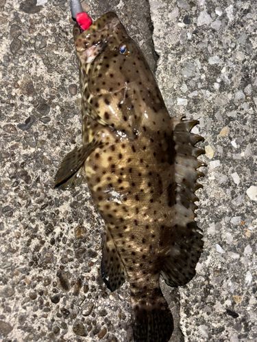 ヤイトハタの釣果