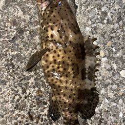 ヤイトハタ