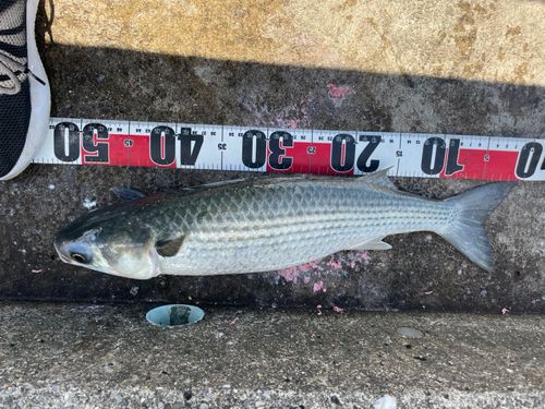 ボラの釣果