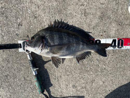 クロダイの釣果