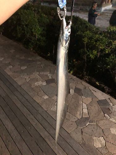 タチウオの釣果