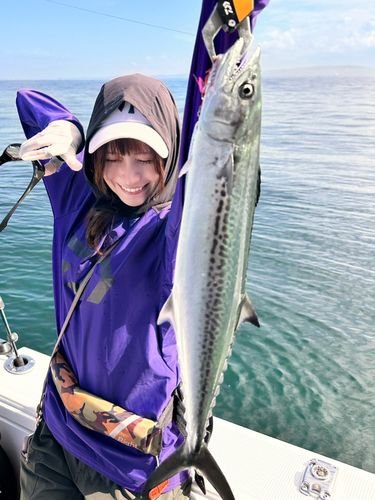 サゴシの釣果