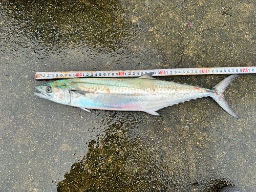 サゴシの釣果