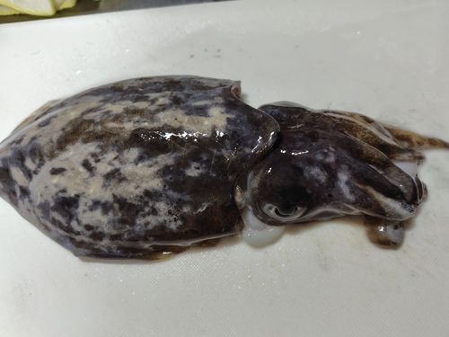 コウイカの釣果