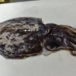 コウイカ