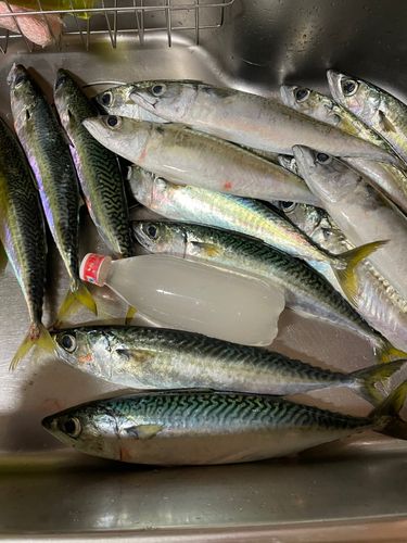 サバの釣果