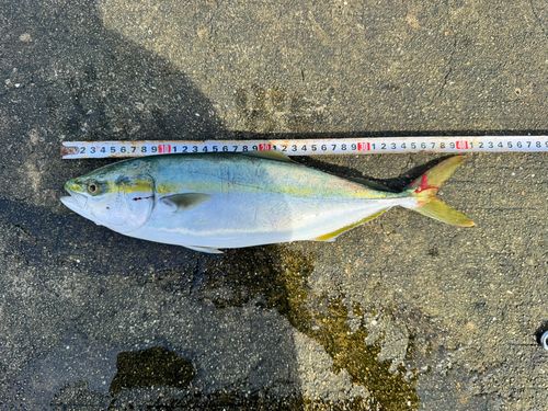 ハマチの釣果