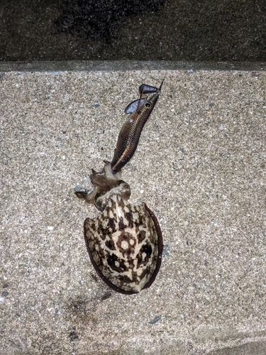 コウイカの釣果