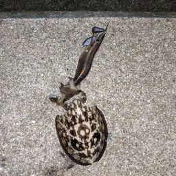 コウイカ