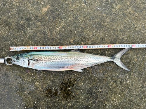 サゴシの釣果