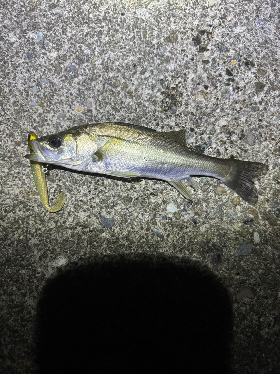 セイゴ(ヒラスズキ)