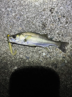 セイゴ（ヒラスズキ）の釣果