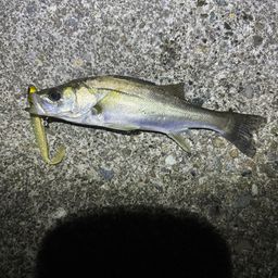 セイゴ(ヒラスズキ)