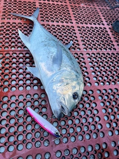 GTの釣果