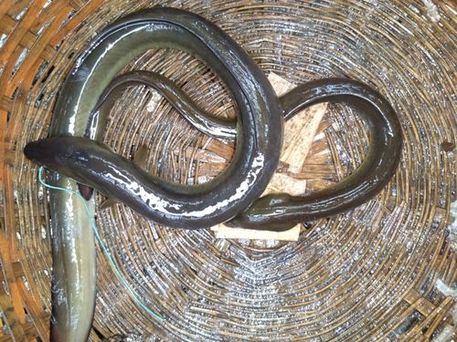 ウナギの釣果