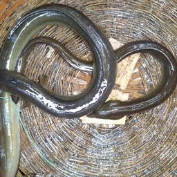 ウナギ