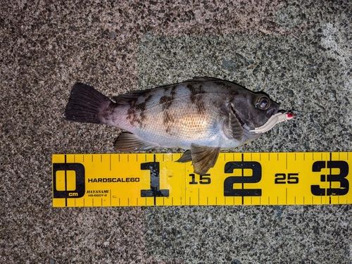 メバルの釣果