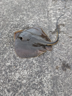 アカエイの釣果