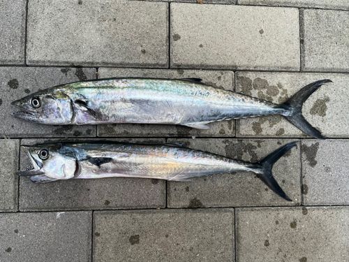 サゴシの釣果
