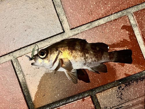 メバルの釣果