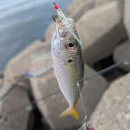 アジ