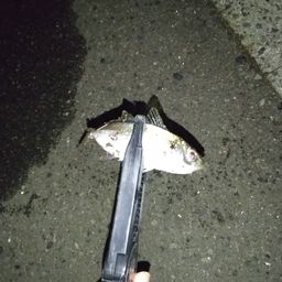 アジ