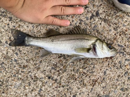 セイゴ（マルスズキ）の釣果