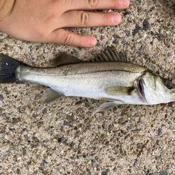 セイゴ（マルスズキ）