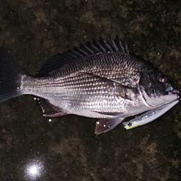 クロダイ