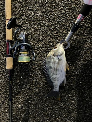 キビレの釣果