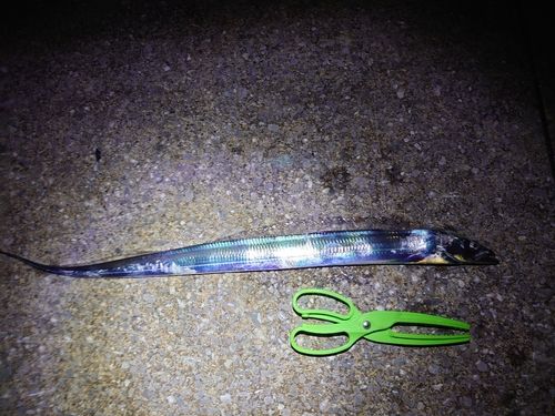 タチウオの釣果