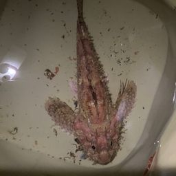 オニカサゴ